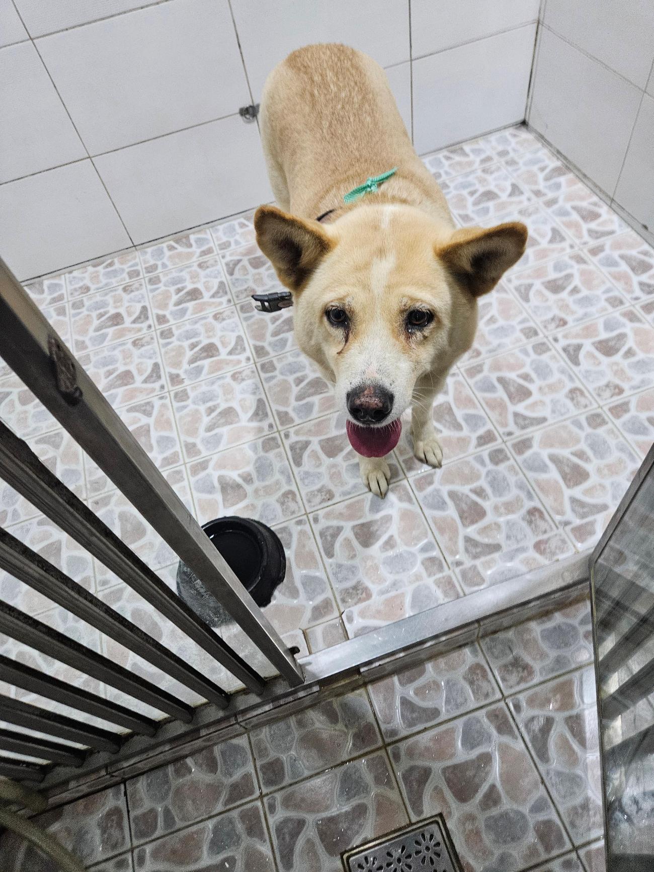 종료(입양) 진도견…