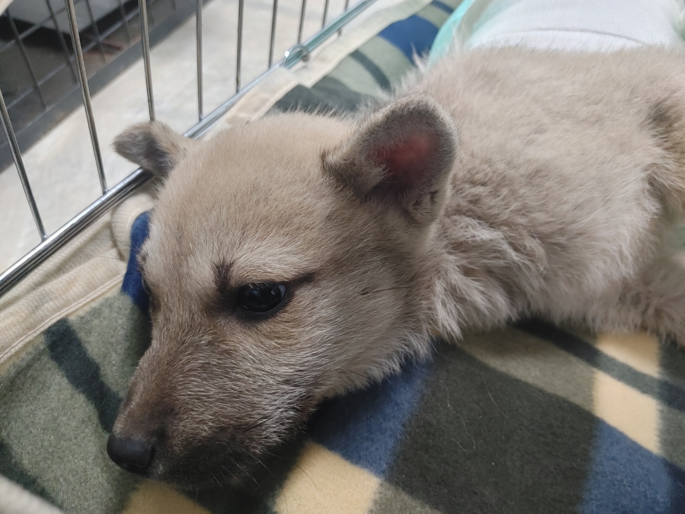 고양시동물보호센터_441394202502438