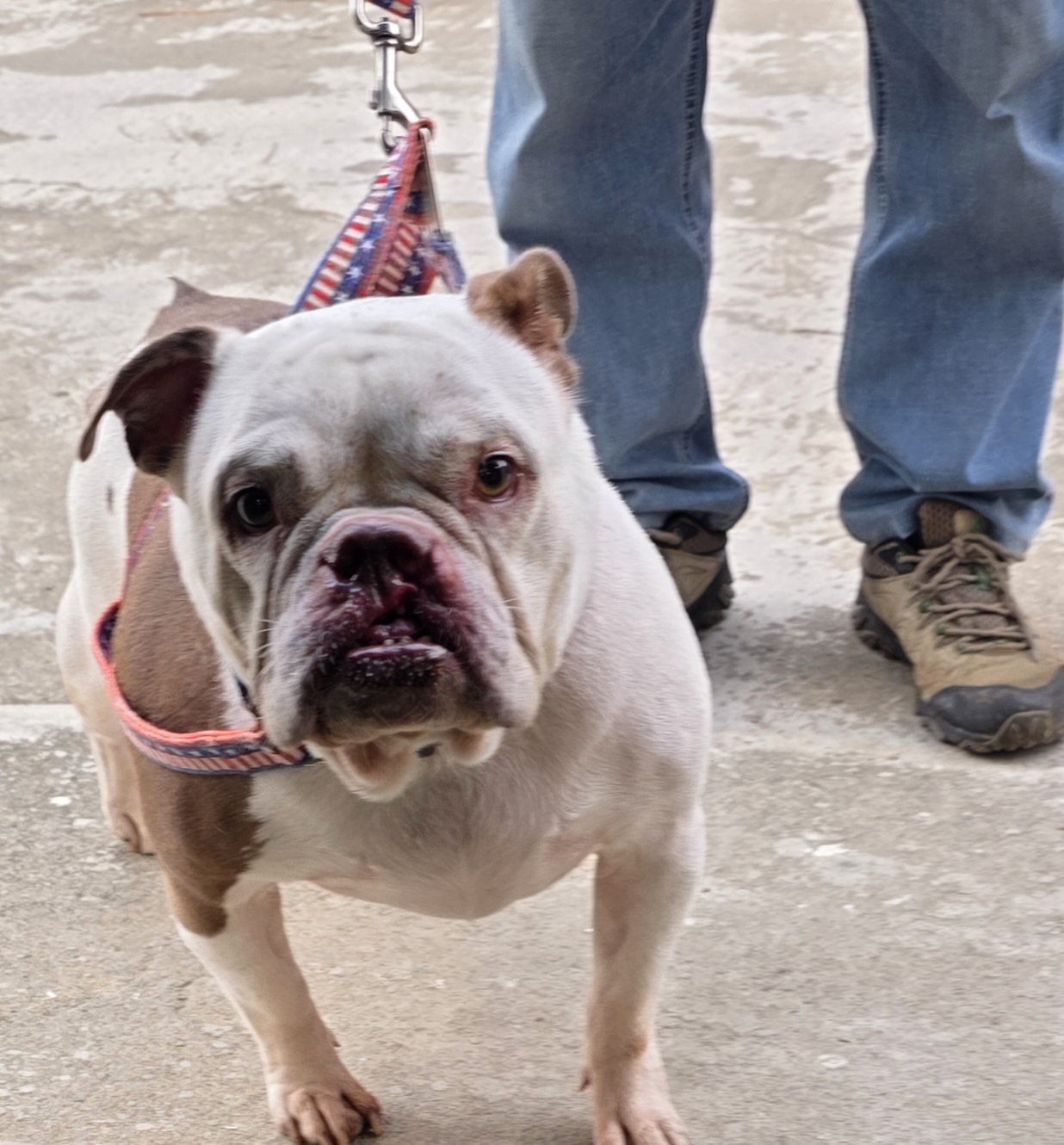 보호중 아메리칸불리…