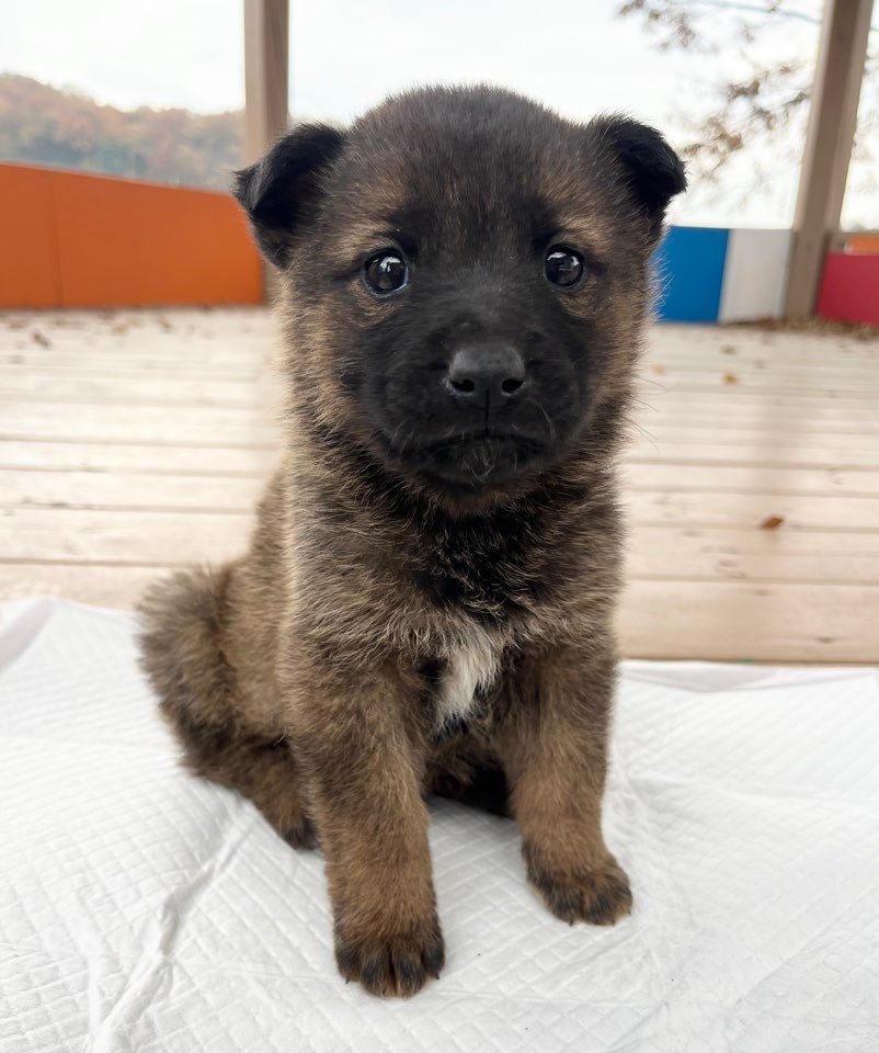 보호중 믹스견의 가…