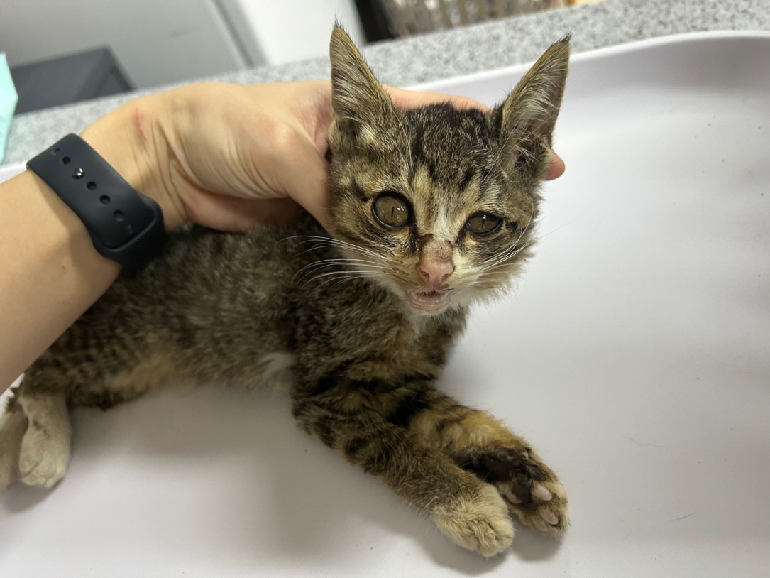 광주동물보호센터_429363202500995