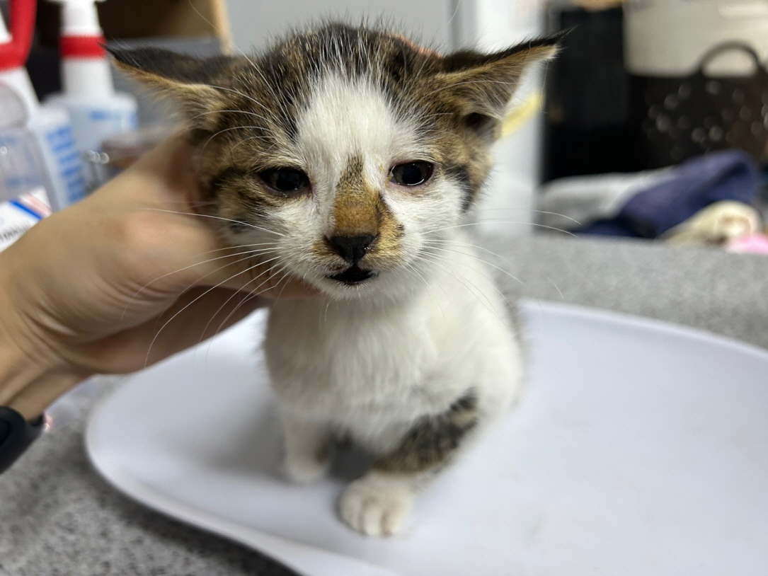 광주동물보호센터_429362202500880