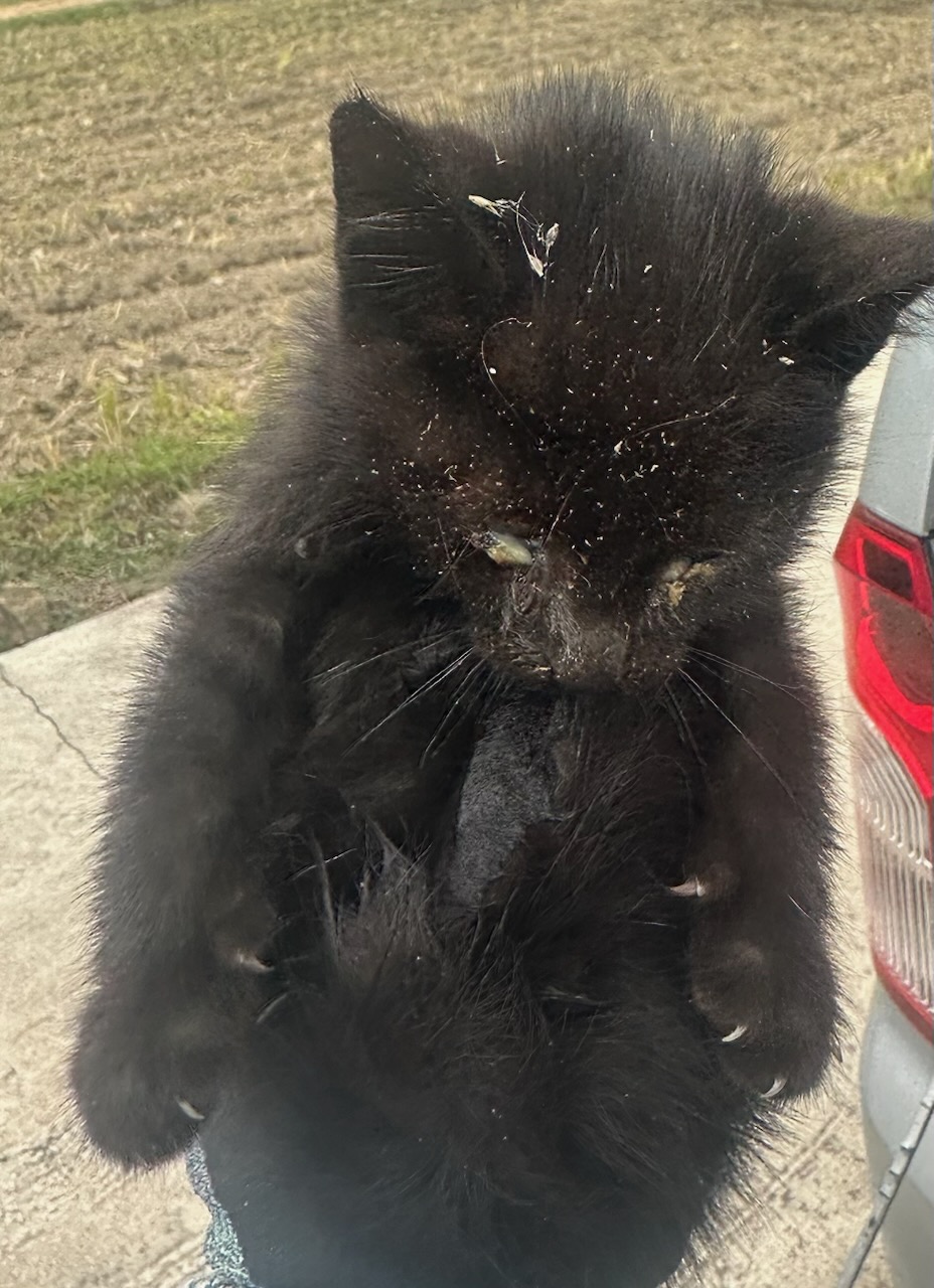 광양시 임시보호소_446484202500804