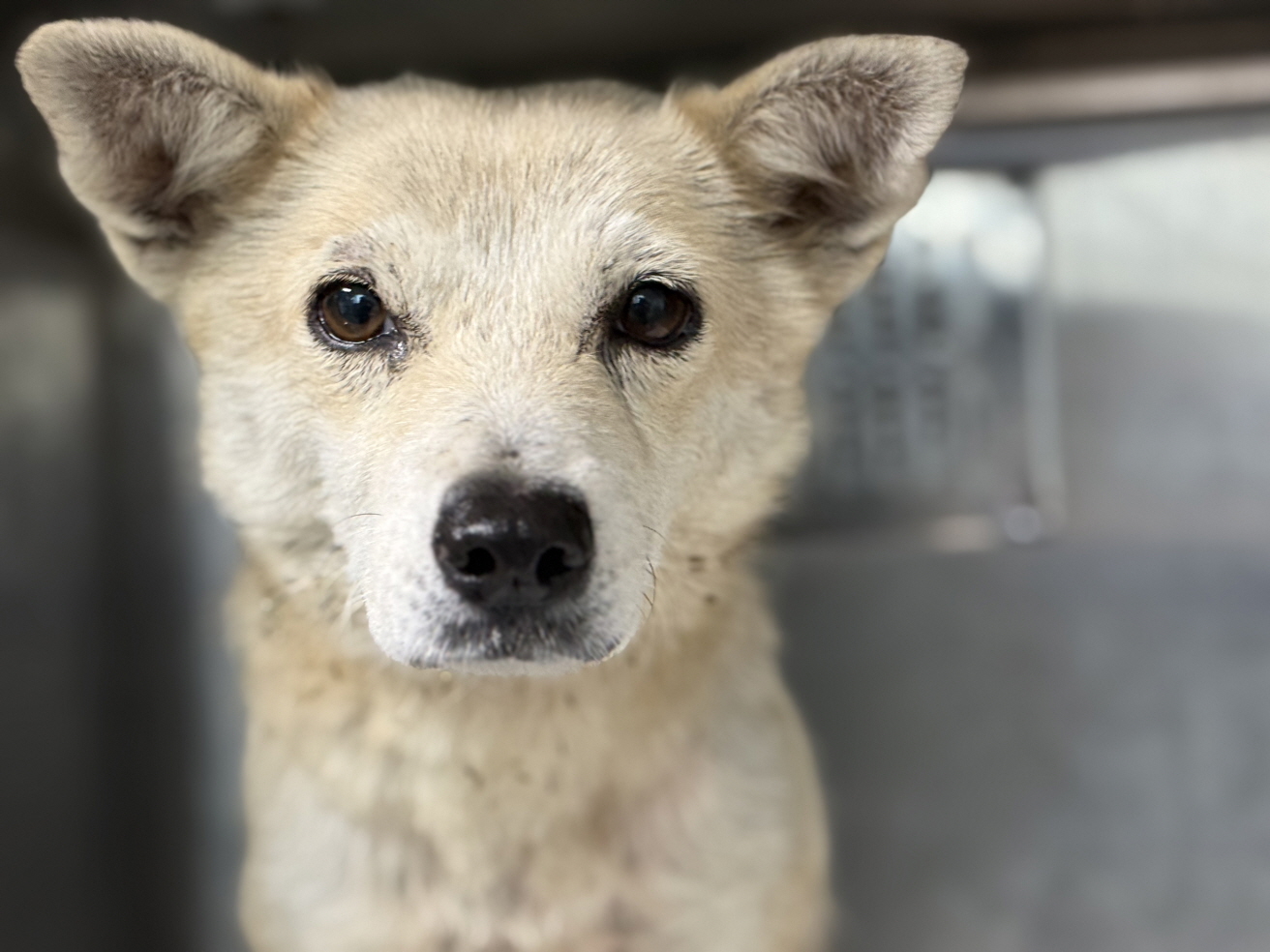 광주동물보호센터_429360202500724