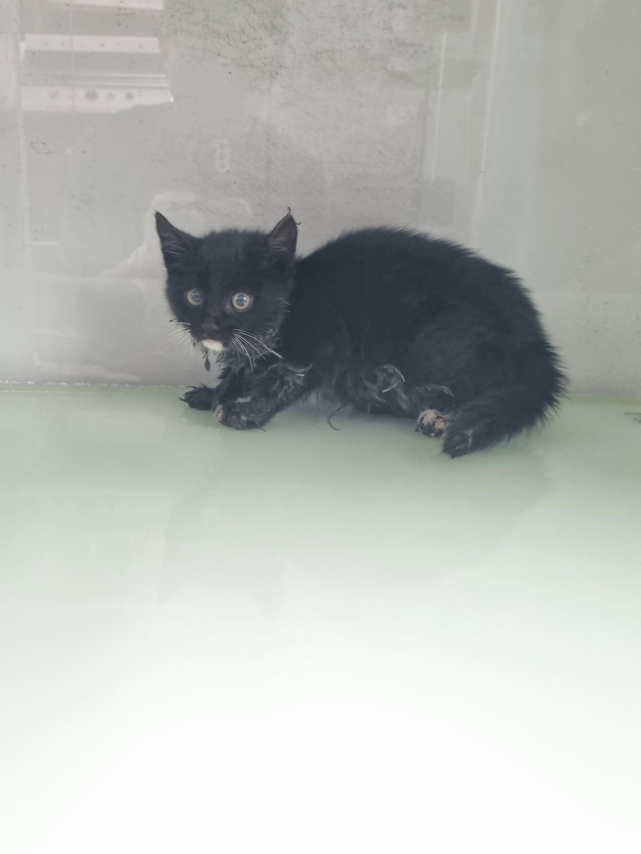 신공항동물병원_428349202501006