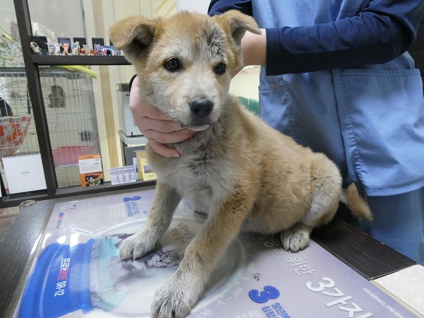 화원연합동물병원_427348202501104