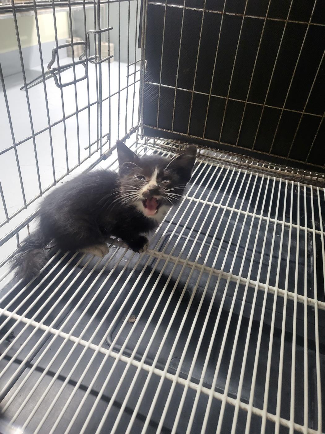 보호중 한국 고양이…