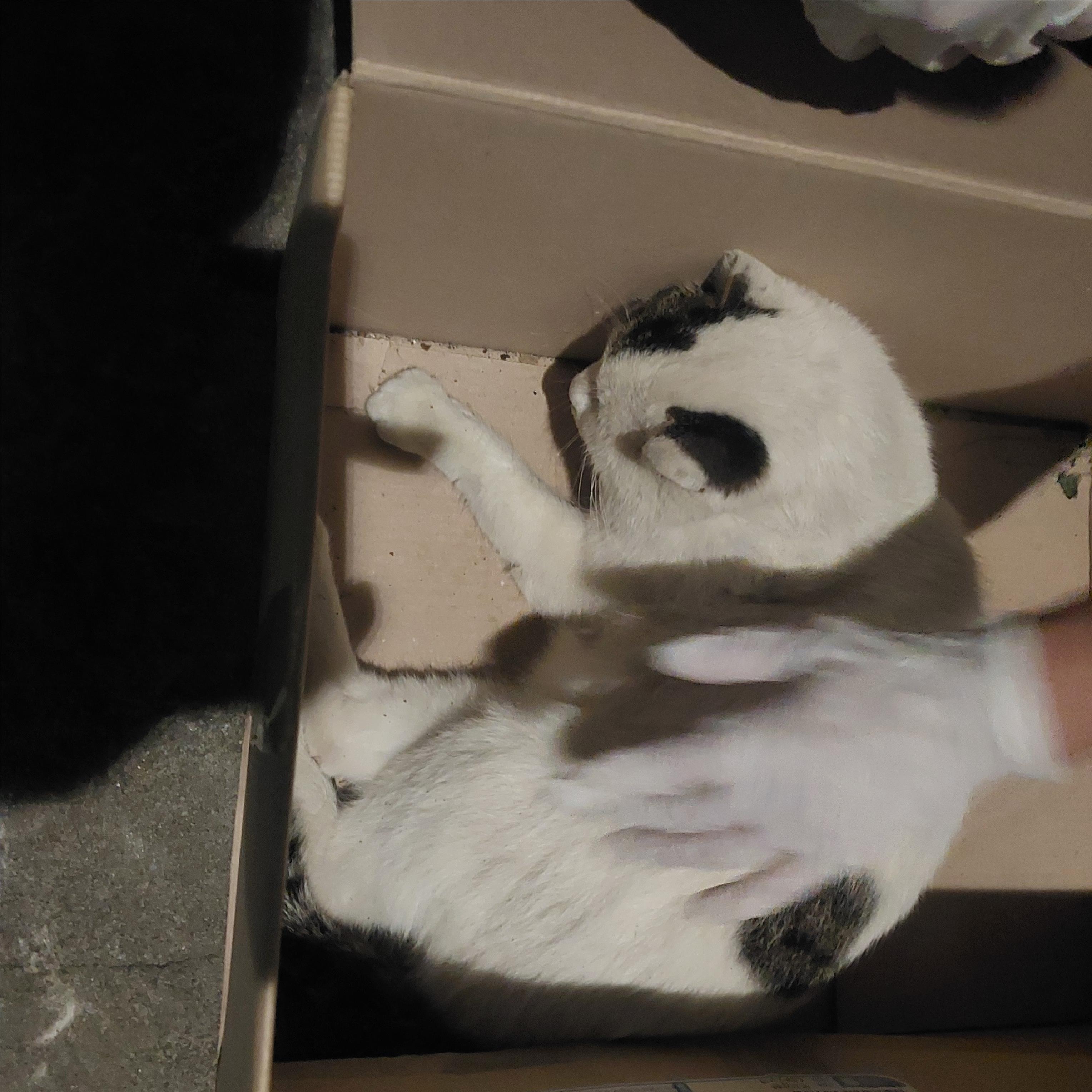 보호중 한국 고양이…