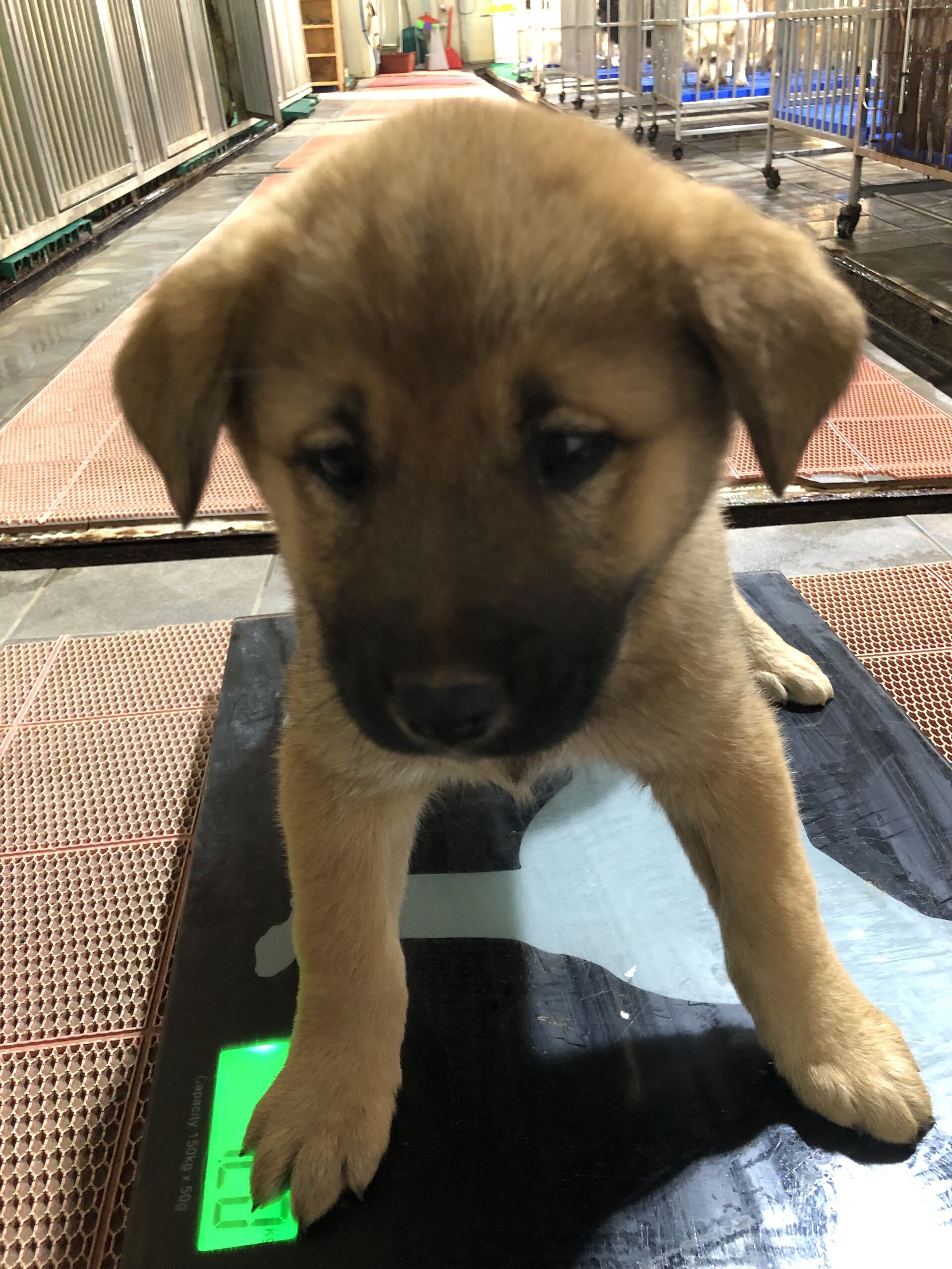 보호중 믹스견의 가…