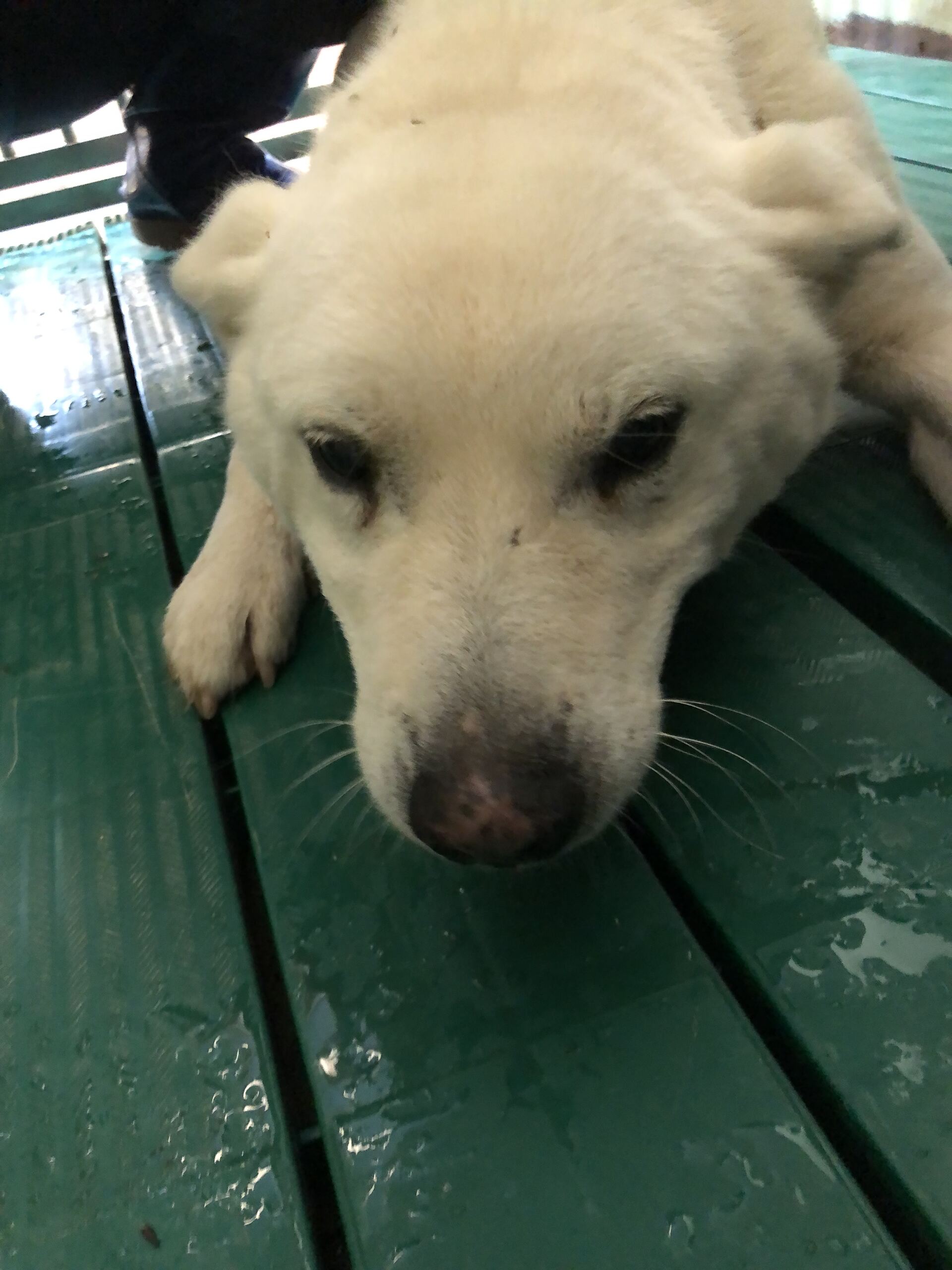 디디동물병원_428357202501595