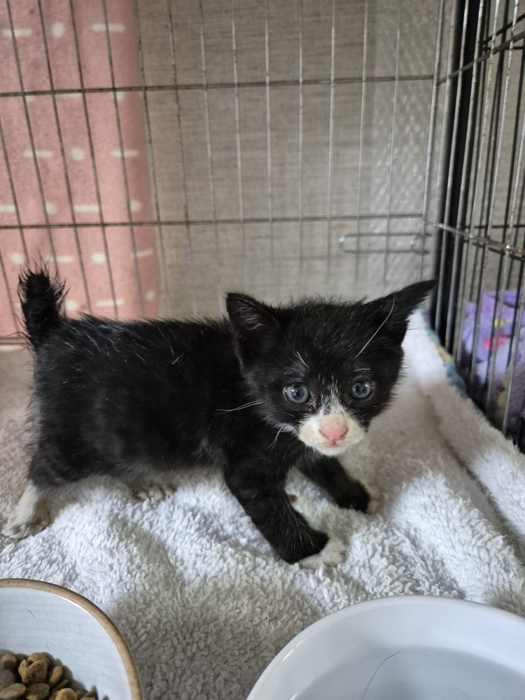 종료(입양) 한국 …