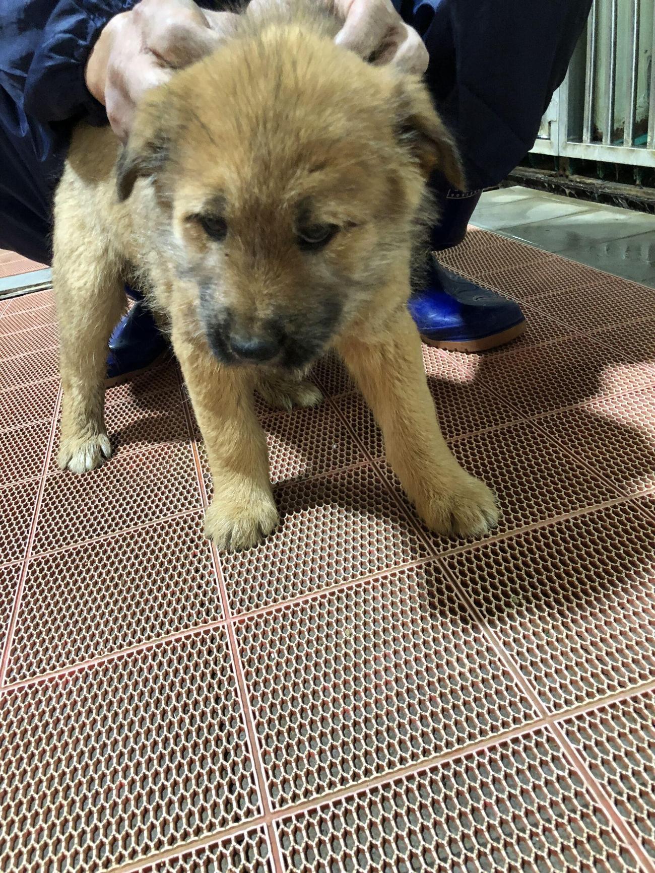 보호중 믹스견의 가…