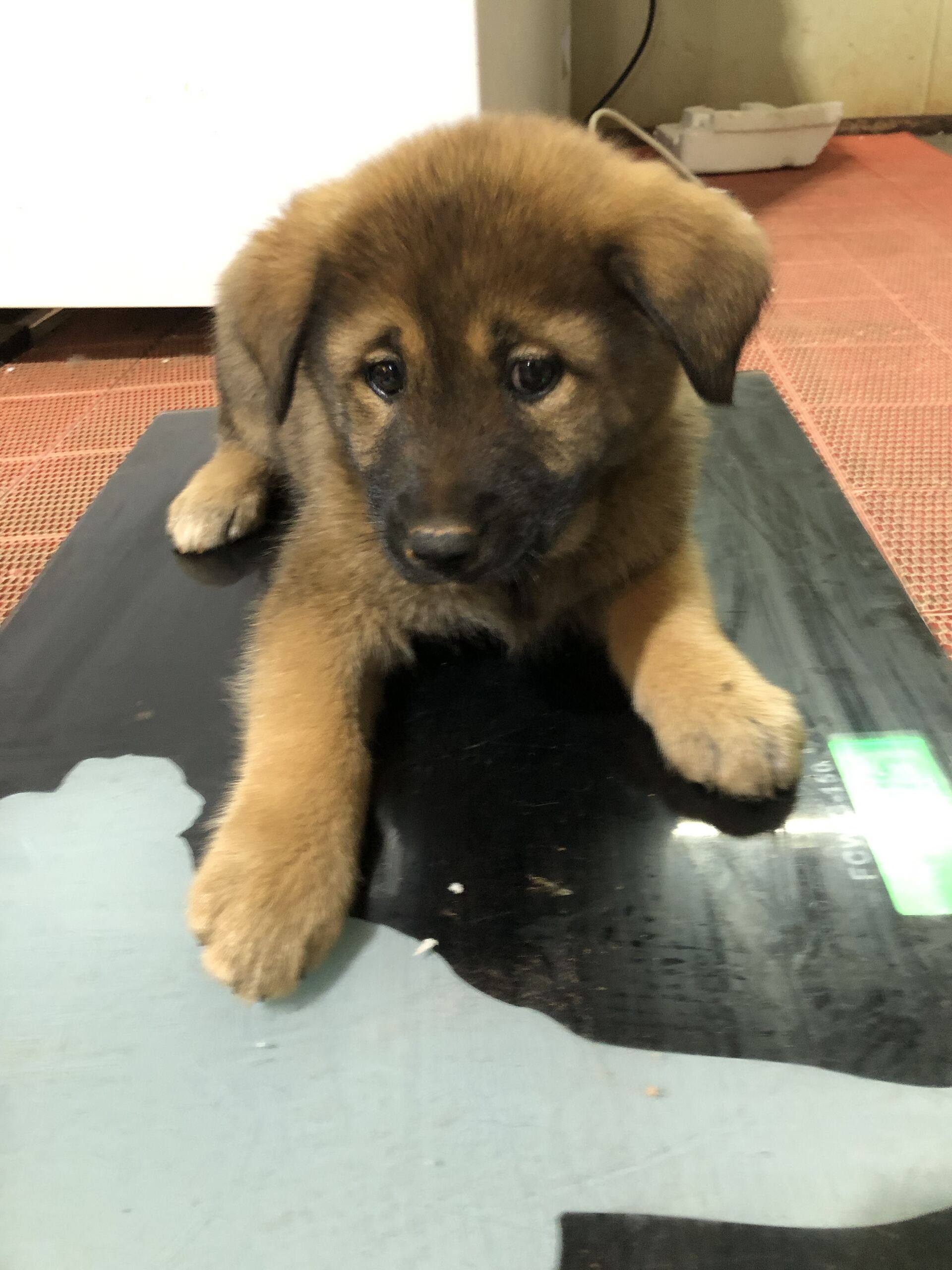 보호중 믹스견의 가…