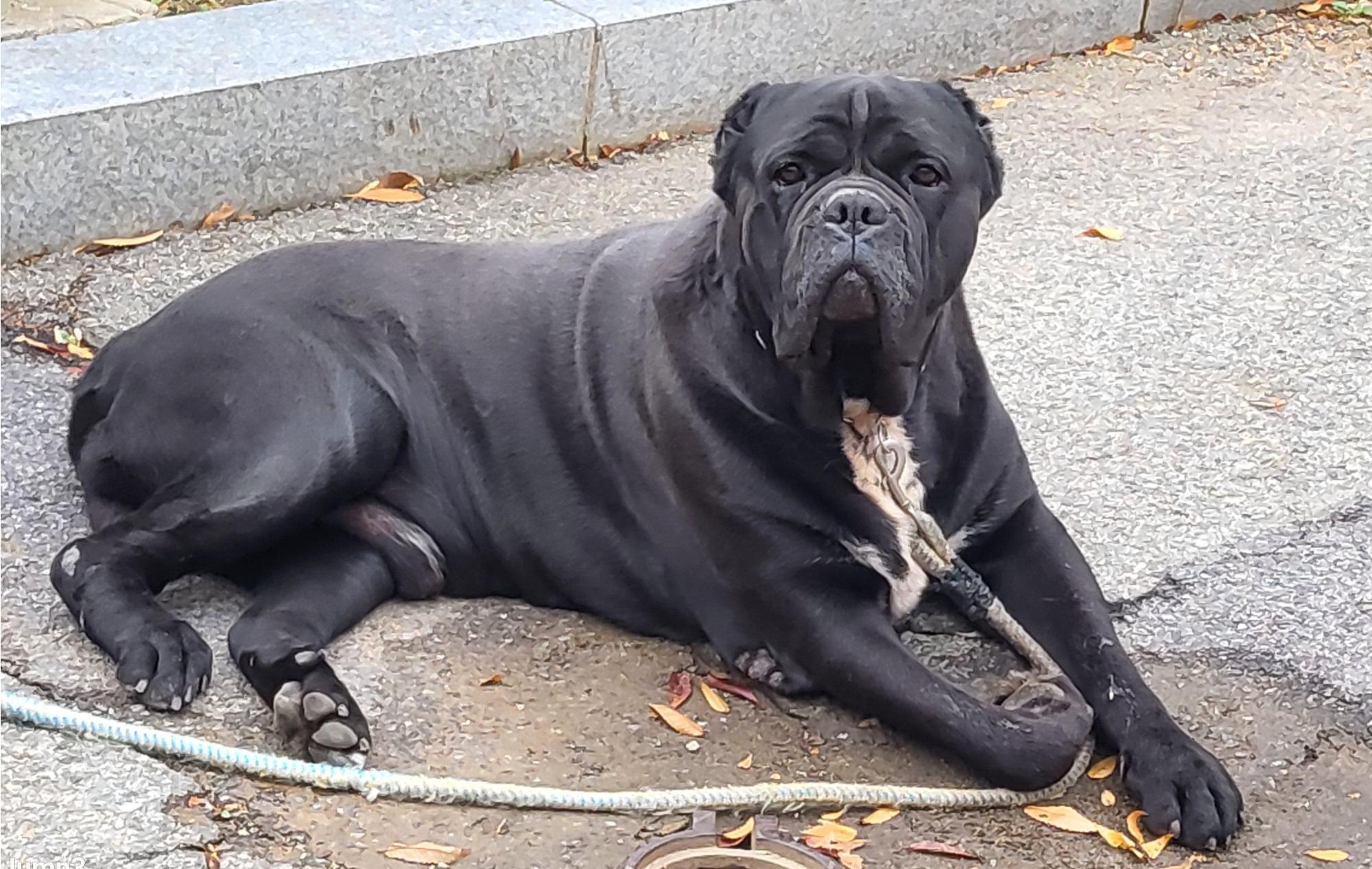 목포시유기동물보호소_446480202501497