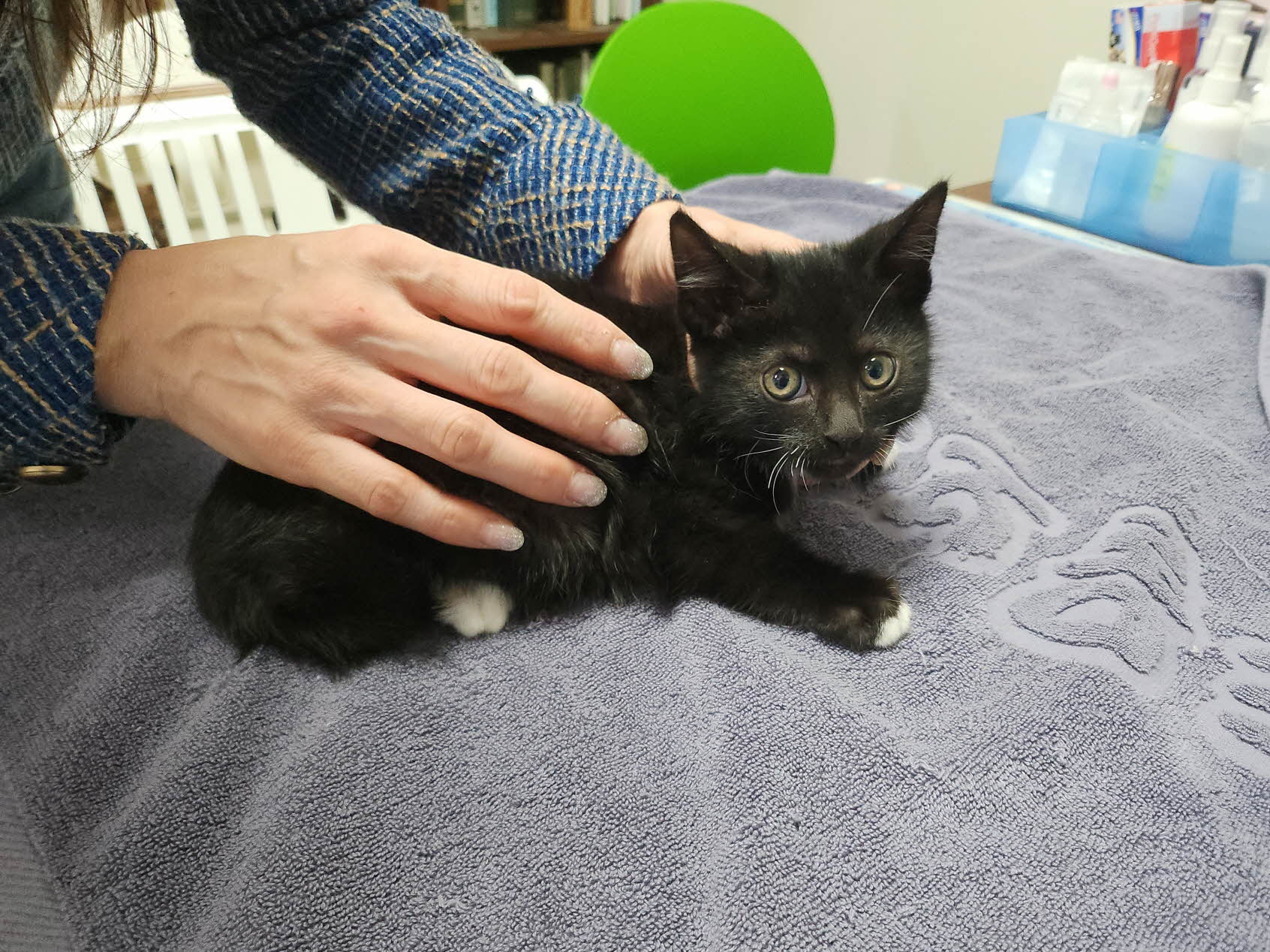 종료(입양) 한국 …