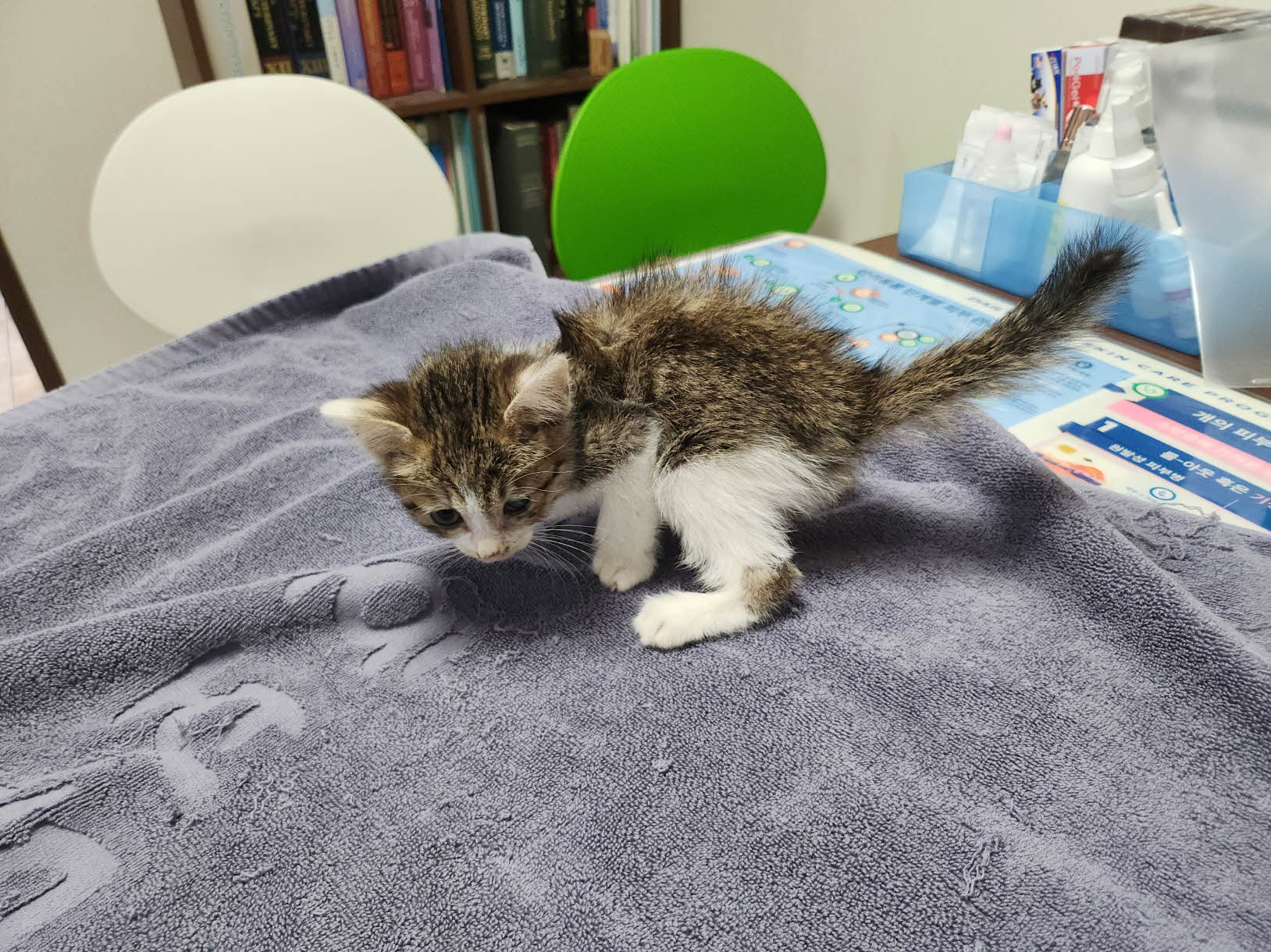 보호중 한국 고양이…