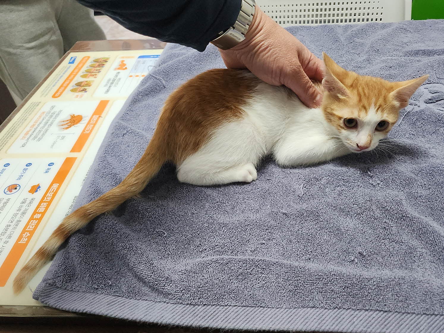 대구수의사회(아이펫)_427343202501064