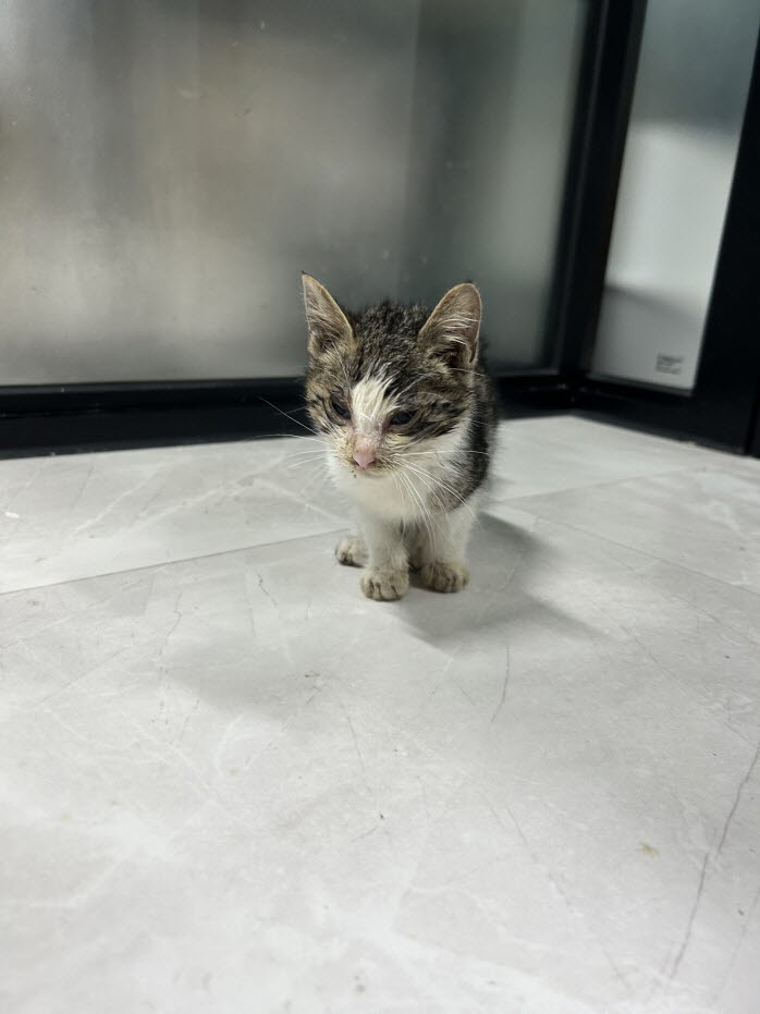 익산유기동물보호소_445468202503043