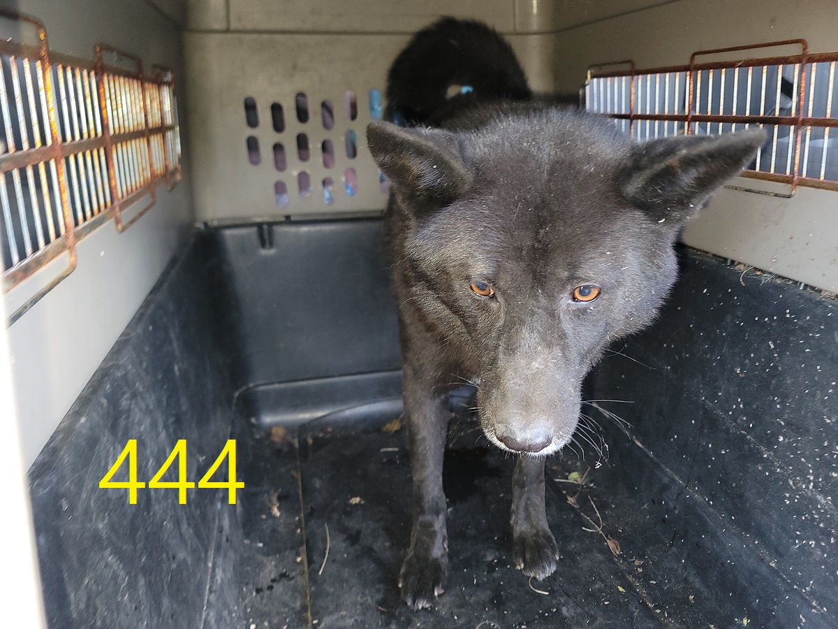 보호중 믹스견의 가…