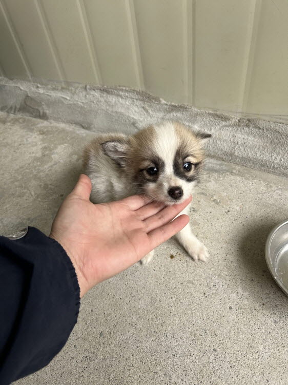 보호중 믹스견의 가…