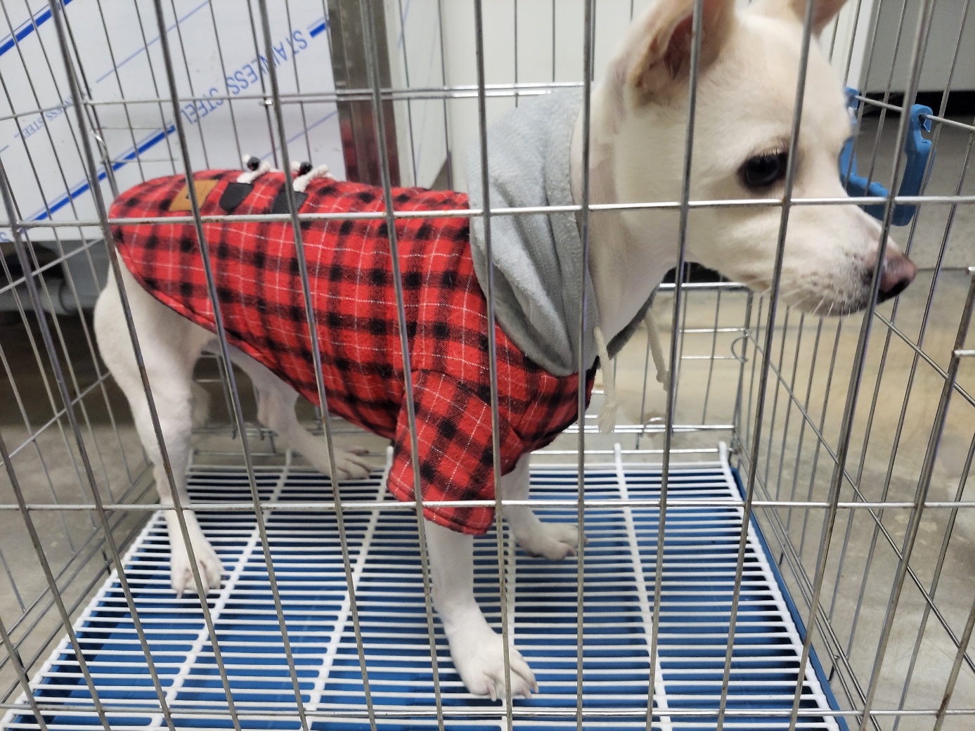 고양시동물보호센터_441394202502439