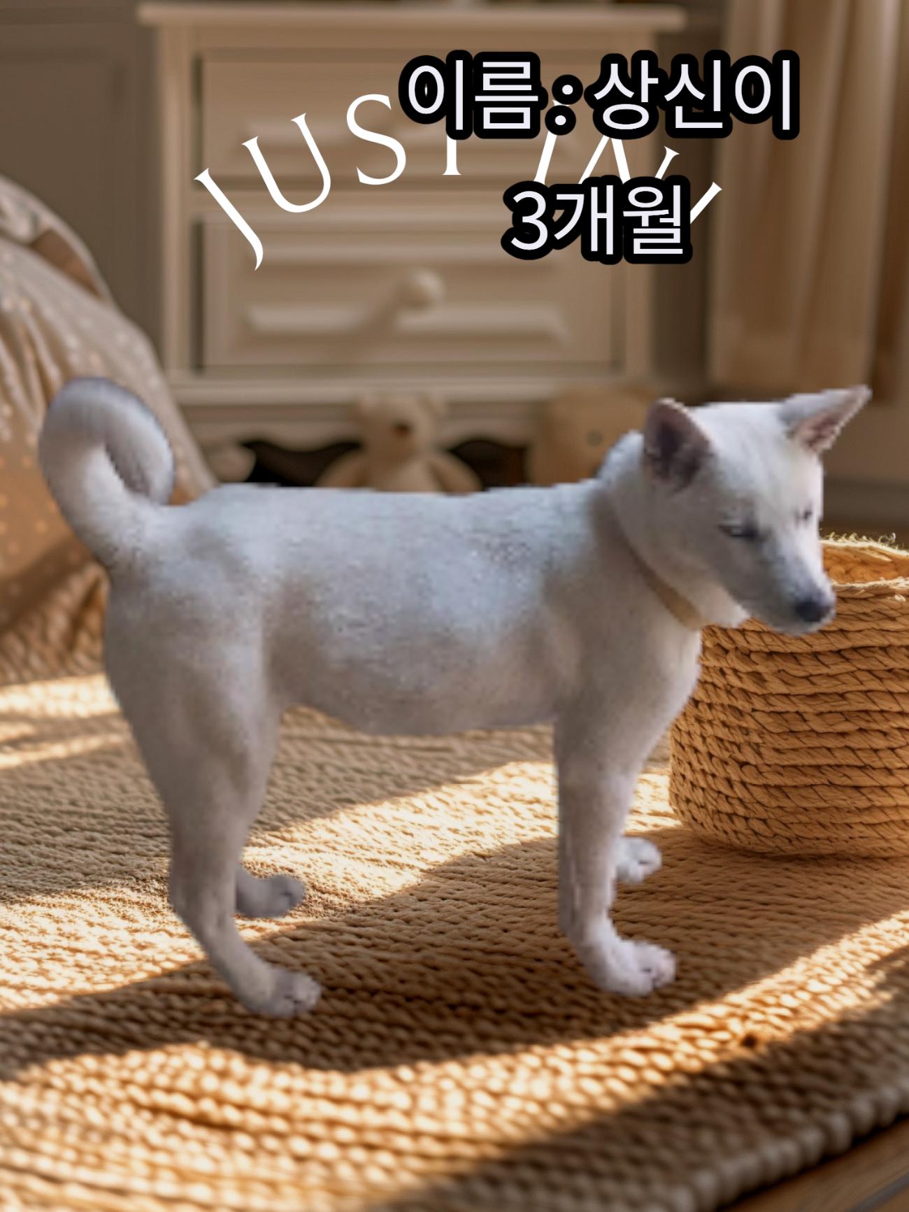 성주유기동물보호센터_447521202500517