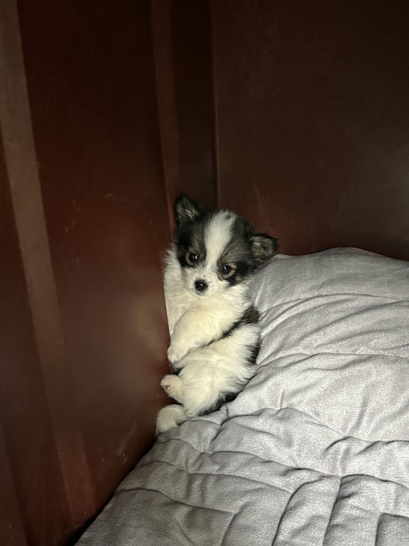 익산유기동물보호소_445468202503047