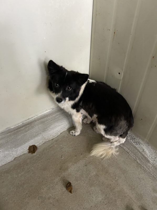 보호중 믹스견의 가…