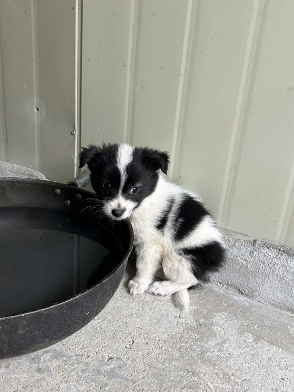 보호중 믹스견의 가…