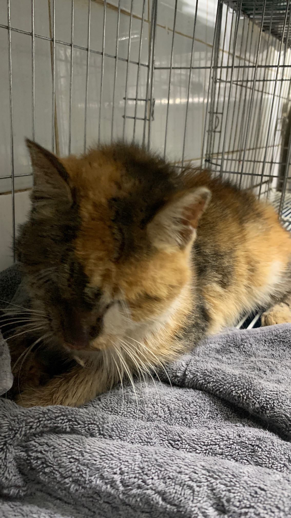 보호중 한국 고양이…