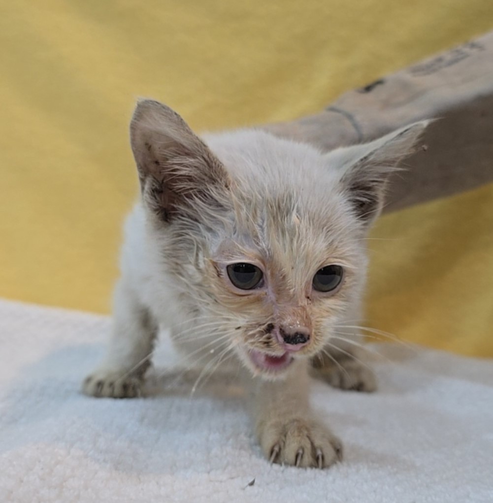 종료(자연사) 믹스…