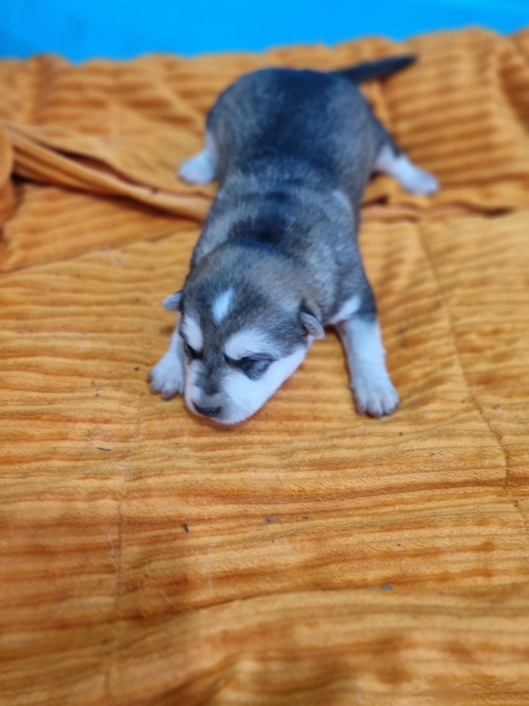 부안군 동물보호센터_445479202501200