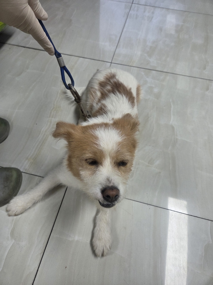 보호중 믹스견의 가…