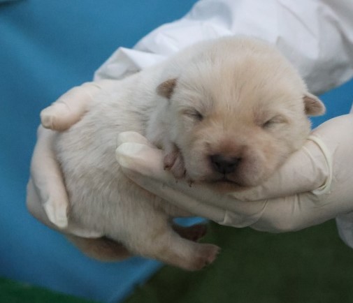 보호중 믹스견의 가…