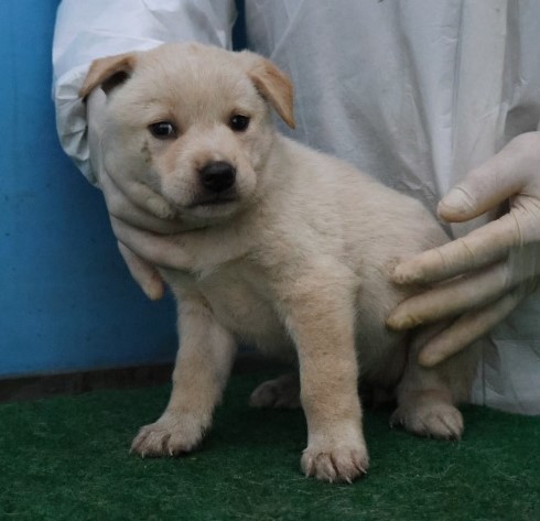 보호중 믹스견의 가…