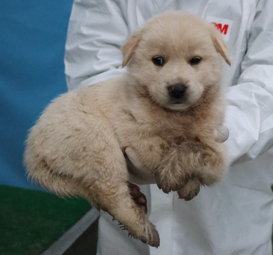 보호중 믹스견의 가…