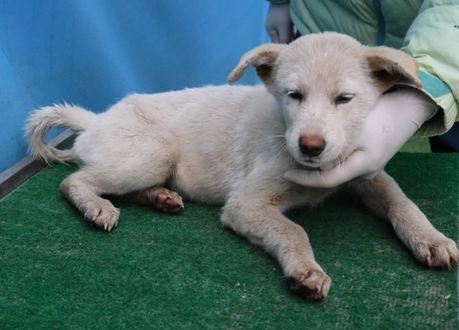 종료(자연사) 믹스…