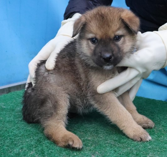 제주 동물보호센터_450650202503070