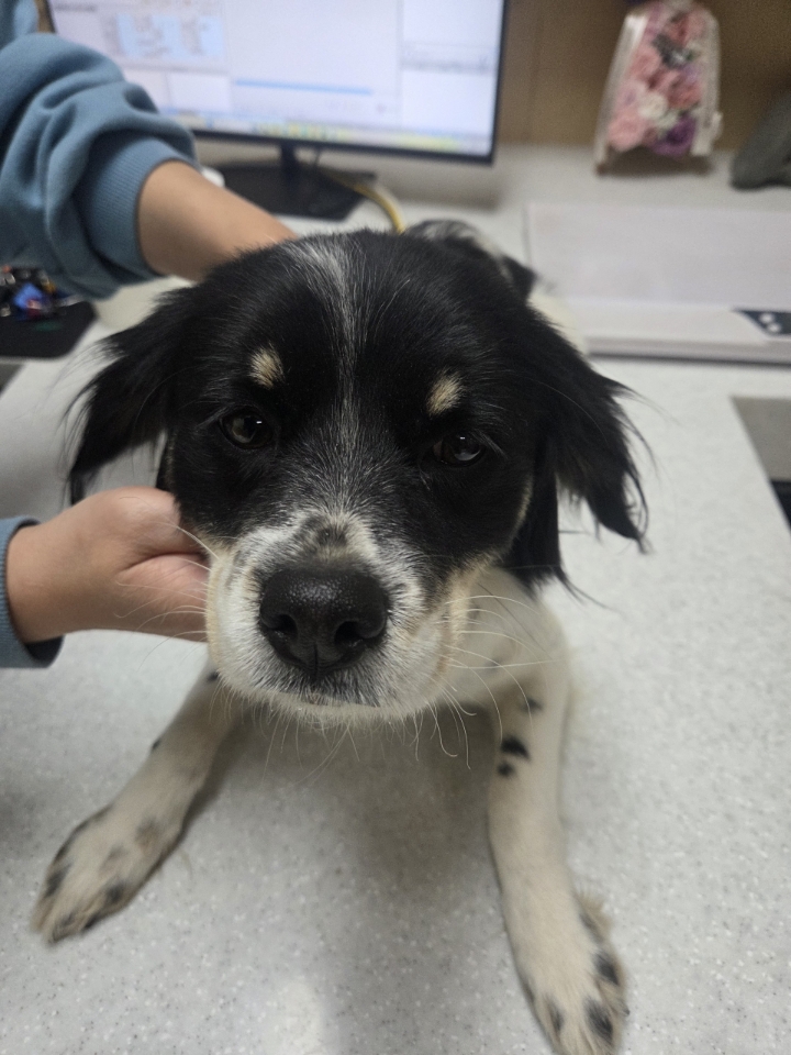 보호중 믹스견의 가…