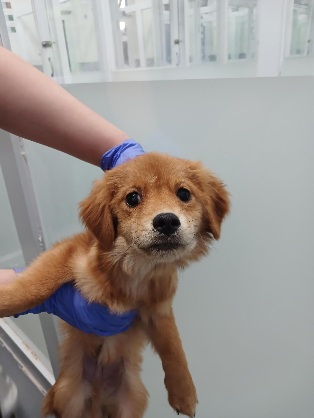 보호중 믹스견의 가…