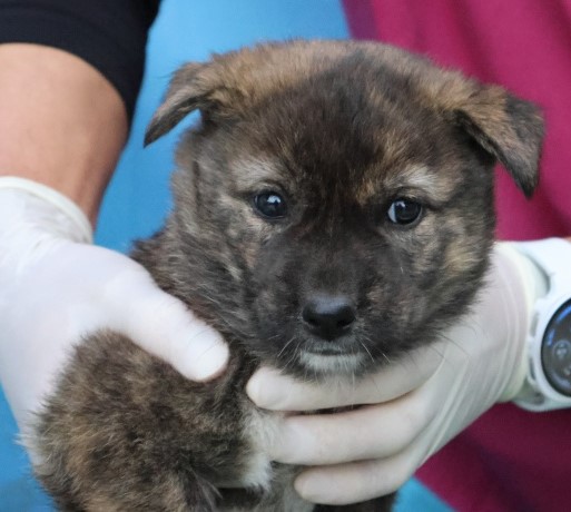 보호중 믹스견의 가…