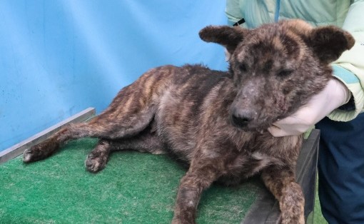 제주 동물보호센터_450650202503066