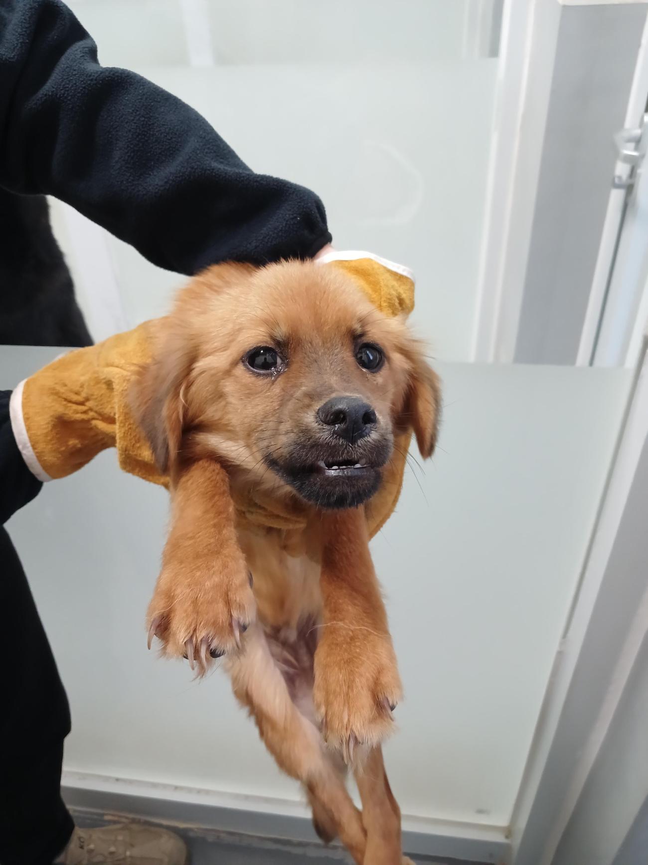 동해시동물보호센터_442421202500205