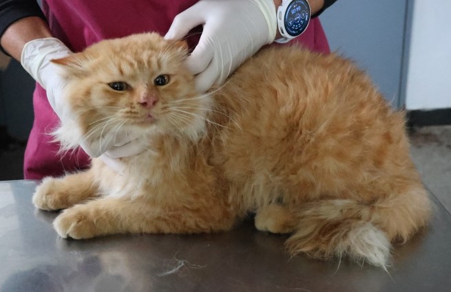 제주 동물보호센터_450650202503082