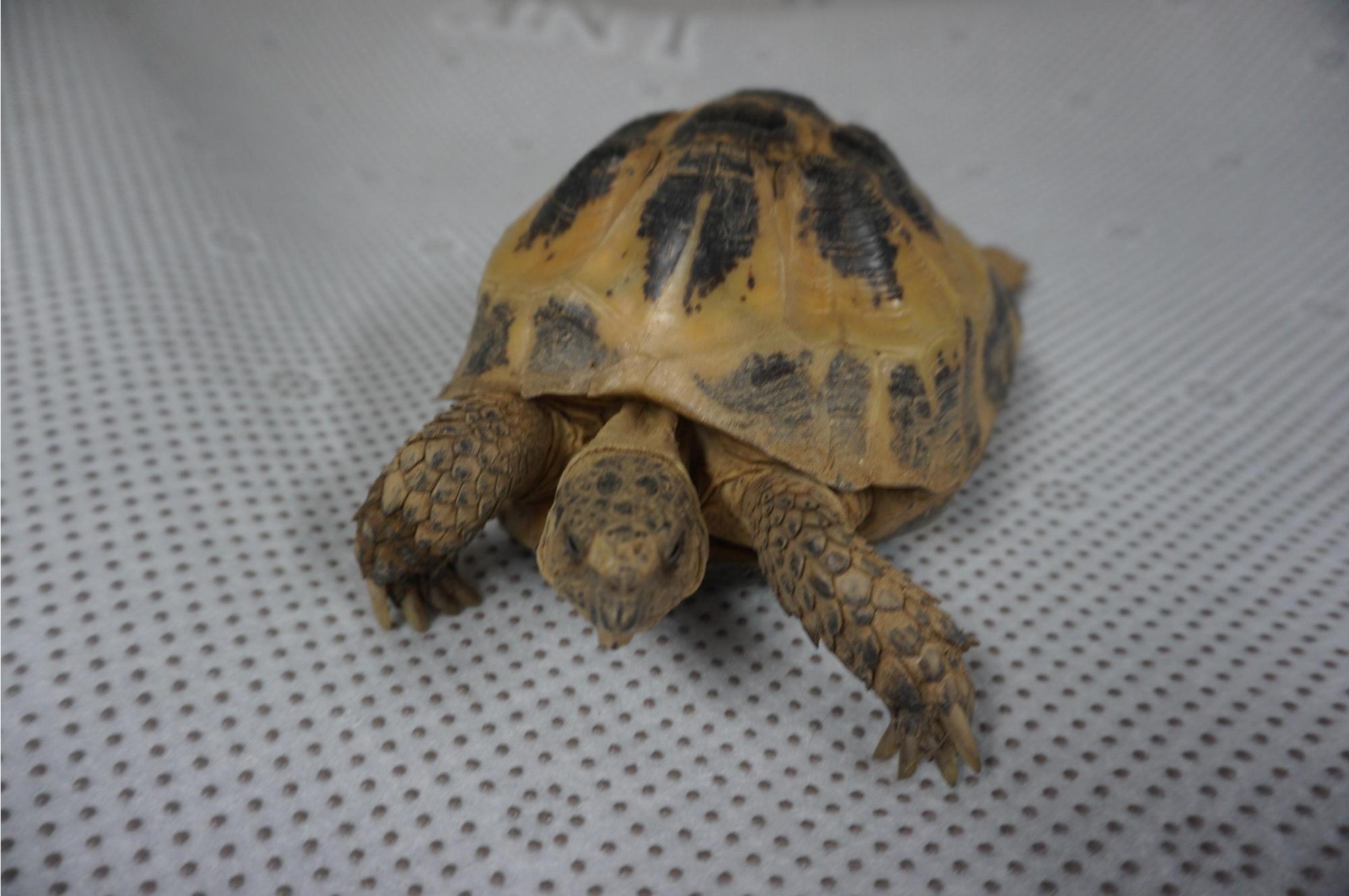 가평군유기동물보호소_441416202500592