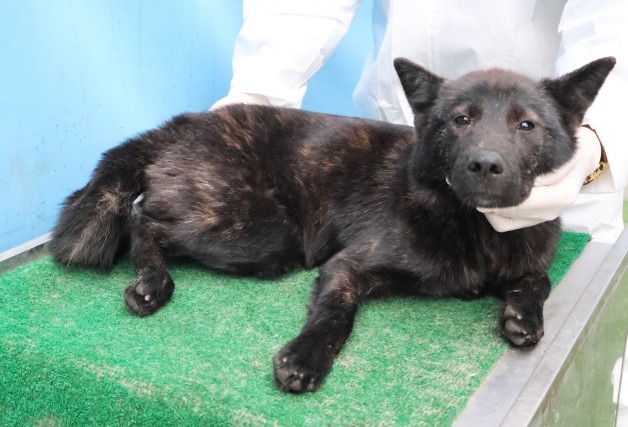 보호중 믹스견의 가…