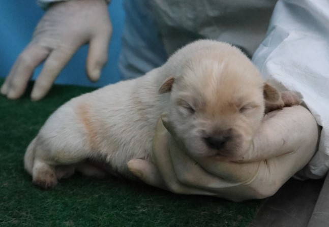 보호중 믹스견의 가…