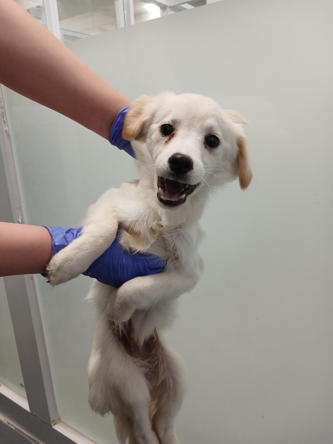 동해시동물보호센터_442421202500204