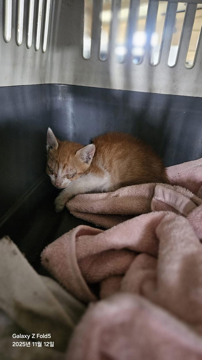 동물보호관리협회_426329202500840