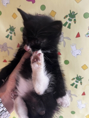 (사)동부동물보호협회_426331202500507